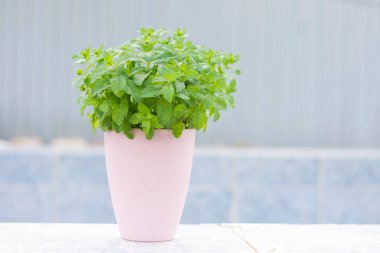 Mavi arka planda pembe bir tencerede naneli bir çalı. Yüksek kalite fotoğraf