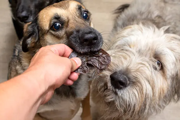 the dog receives a dehydrated dog treat as a treat. High quality photo