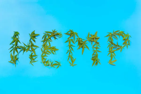 the inscription hemp from hemp leaves on a blue background. High quality photo