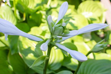 Yeşil bitki örtüsünün arka planında çiçek açan beyaz ev sahipleri. Yüksek kalite fotoğraf