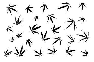 Esrar yapraklarının siyah ve beyaz görüntüsü. Yüksek kalite fotoğraf