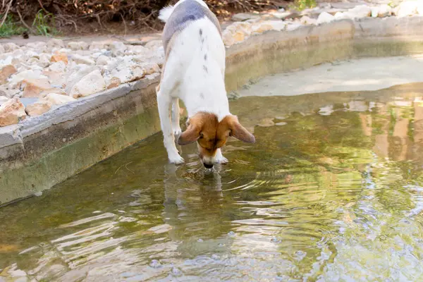 the dog drinks water from the pond during the heat. High quality photo