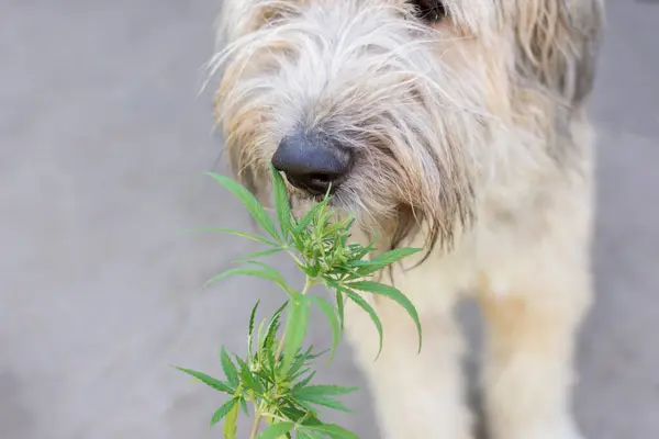 portrait of a dog that sniffs cannabis leaves. High quality photo