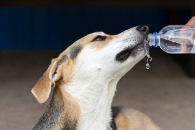Köpek sıcakta şişeden su içer. Yüksek kalite fotoğraf