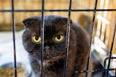 Evcil hayvan kafesinde İngiliz siyah kedisi. Yüksek kalite fotoğraf