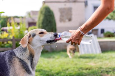 Köpek sıcakta yürürken şişeden su içer. Yüksek kalite fotoğraf