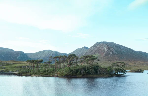 Connemara, Galway, İrlanda 'daki Pine Island' daki Çam ağaçlarının manzarası