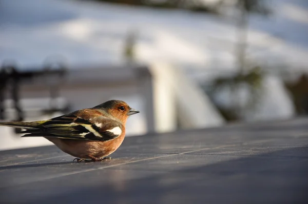 Dizzy Chaffinch Royalty Free Stock Images