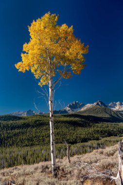 Idaho 'da yalnız bir sonbahar Aspen ağacı.