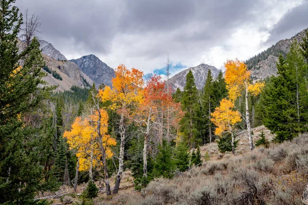 Hermosa Caída Aspens Antes Una Cordillera Idaho — Foto de Stock