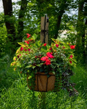 Güzel kırmızı ve yeşil bitki bir çerçeveden sarkıyor 