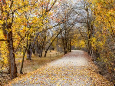 Güzel yürüyüş yolu sonbaharda ağaçların arasına çıkar.