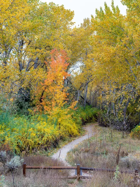 Les Couleurs Automnales Remplissent Une Forêt Sentier Menant — Photo