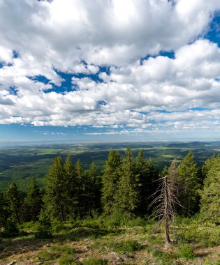 Kuzey Idaho 'da sağlıklı bir orman üzerinde bulutlar ve mavi gökyüzü