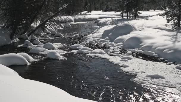 Frío Arroyo Invernal Fluye Través Bosque Con Nieve Hielo — Vídeo de stock
