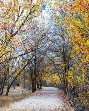 Boise Nehri boyunca ağaç kaplı patika