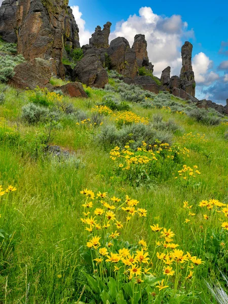 Idaho Naturaleza Flores Silvestres Flanco Por Debajo Algunos Hoodoos —  Fotos de Stock