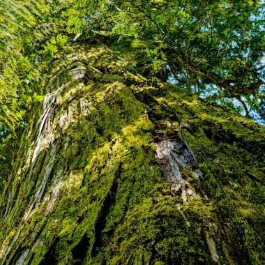 Yaşlı bir sedir ağacının yanına bakıyorum.