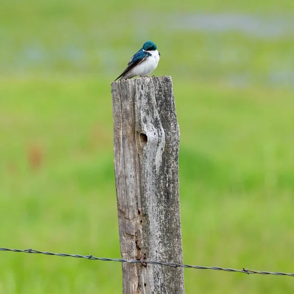 Naturaleza Aire Libre Pájaro Sienta Una Valla — Foto de Stock