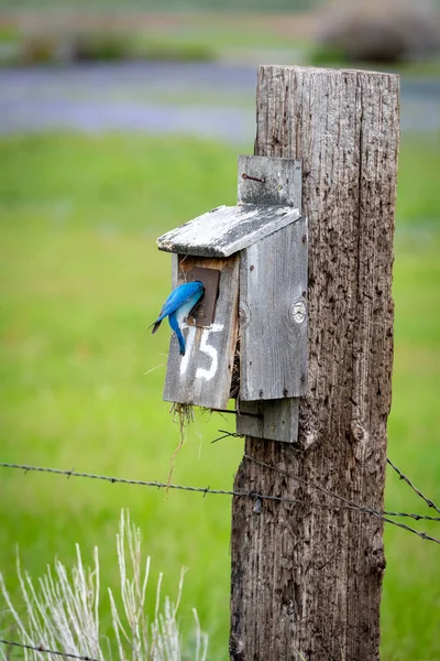 Birdhouse Fence Post Live Blue Bird Entering — Fotografie, imagine de stoc