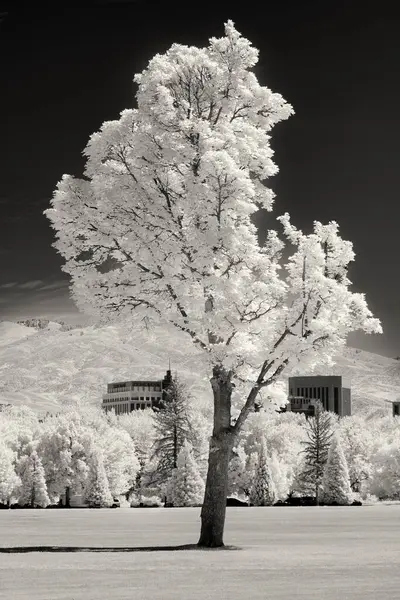 Infrared City Park Boise Idaho White Tree Buildings Stock Image