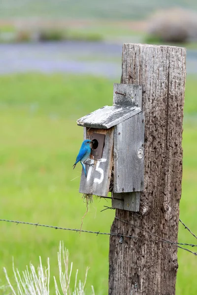 Birdhouse Nature Bluebird Grasshopper — Fotografie, imagine de stoc