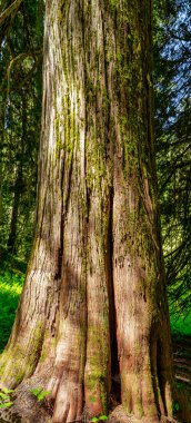 Closeup of the base of an old growth cedar tree 