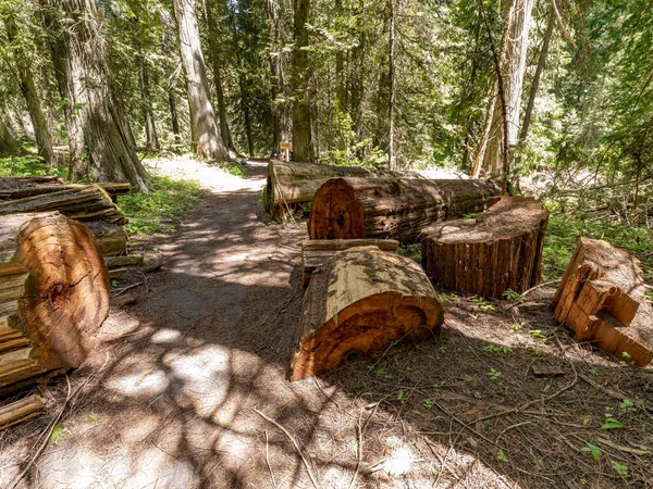 Old Growth Cedar Forest Elk River Idaho Foot Path — Foto de Stock