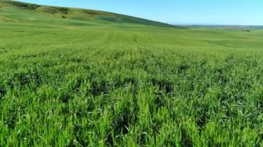 Rolling hills of the Palouse lead to Steptoe Butte in spring