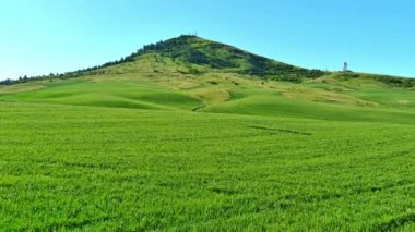Spring wheat field leading up to Steptoe Butte 