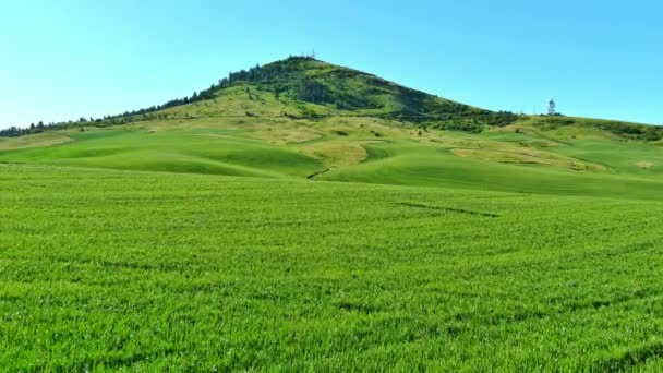 Spring Wheat Field Leading Steptoe Butte — ストック動画