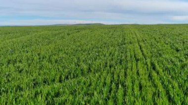 Green fields of wheat rich with green color