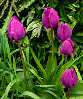 Laleleri ve otları olan çiçek bahçesi.