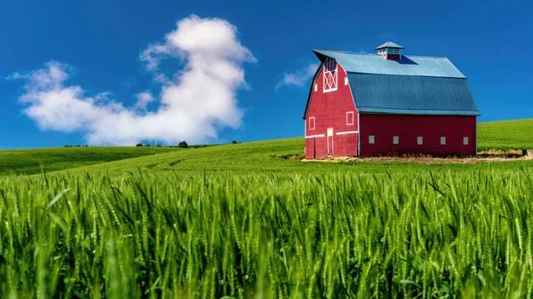 Ферма Восточный Вашингтон Красным Сараем Пшеничным Полем — стоковое фото