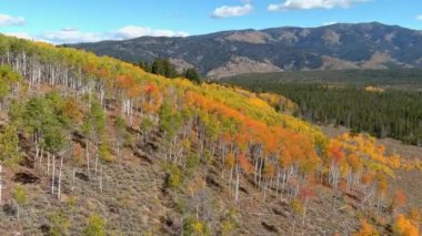 Idaho 'da renkli sonbahar Aspen ağaçları