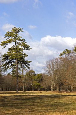 çim ağaçlar ve bulutlar