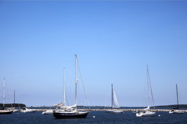 sag harbor limanda