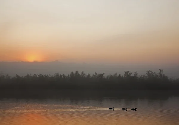 Drei Enten und der Sonnenaufgang. — Stockfoto