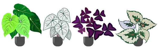Sada Dekorativních Listnatých Pokojových Rostlin Philodendron Caladium Oxalis Begonia Rex — Stockový vektor