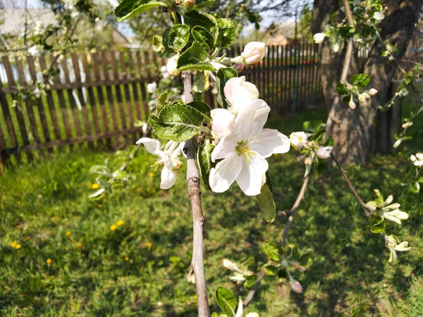Vita Och Rosa Äppelblommor Äppelträd Gren Blom Vårens Bakgrund — Stockfoto