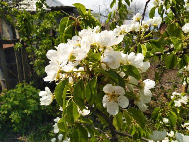 Beyaz armut çiçeği. Çiçek açmış armut dalı. Bahar arkaplanı