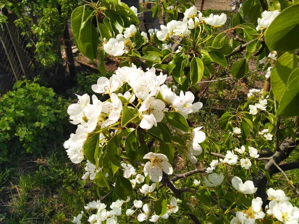 Biały Kwiat Gruszki Gałąź Gruszki Kwiecie Tło Wiosny — Zdjęcie stockowe