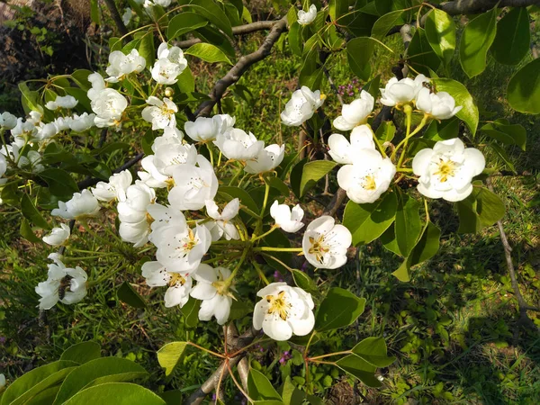 Розквіт Білої Груші Грушоподібна Гілка Цвіте Весняний Фон — стокове фото