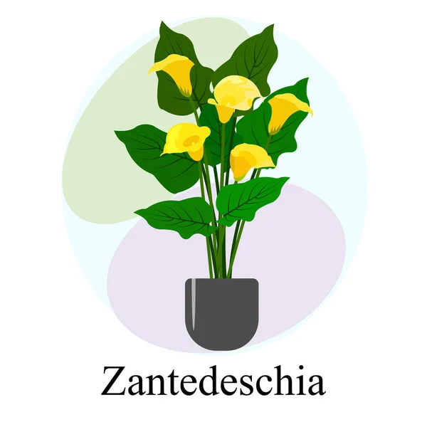Floraison Plante Intérieur Zantedeschia Calla Zantedeschia Jaune — Image vectorielle