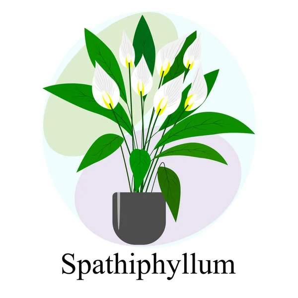 Planta Interior Con Flores Spathiphyllum Flores Spathiphyllum Blanco — Vector de stock