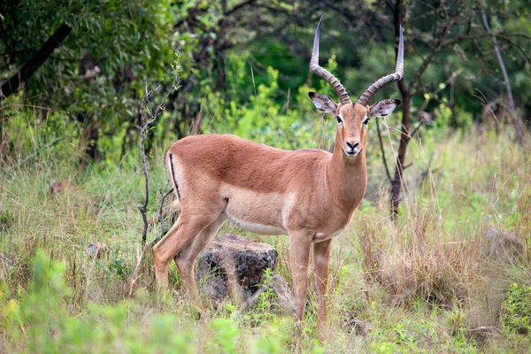 Impala antilopy ram Stock Snímky