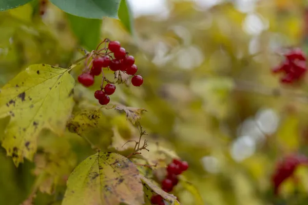 Rode Bessen Van Viburnum Het Herfstbos — Stockfoto