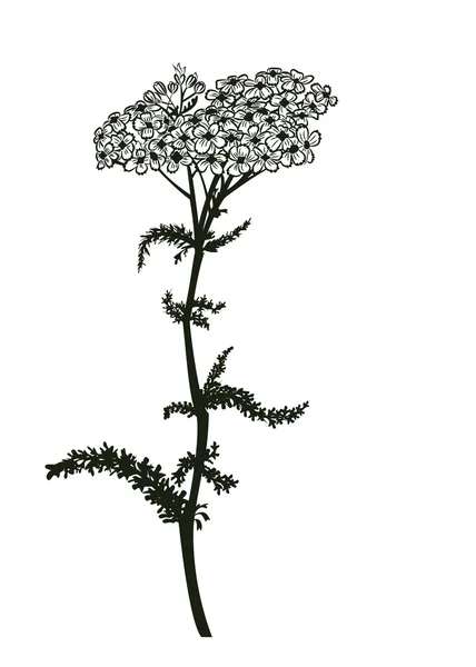 Yarrow. — Vetor de Stock