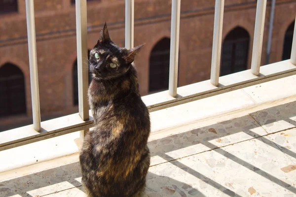 Cute Kitten Looking Balcony — Fotografia de Stock