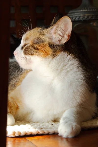 Portrait Lovely Domestic Cat Resting Table — Stok fotoğraf